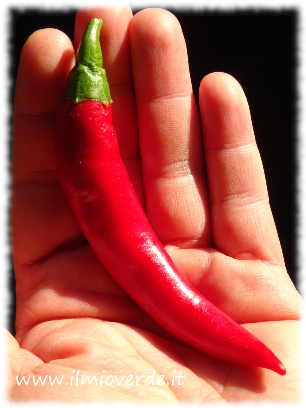 Peperoncino rosso in mano, simbolo di passione e piccantezza in cucina.