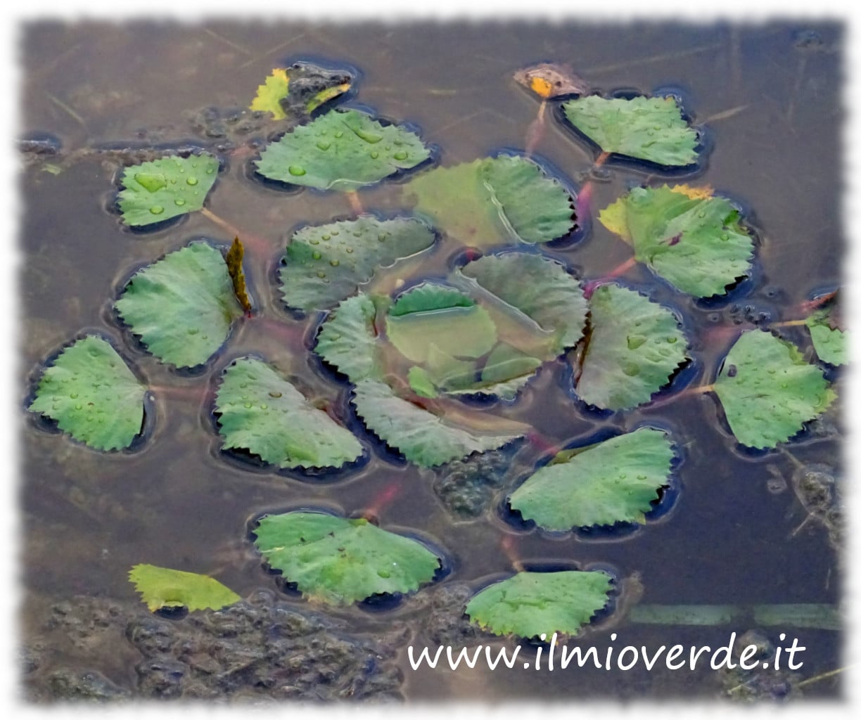 Pianta di Trapa natans, con foglie galleggianti rotonde e seghettate, che cresce su acque calme. I frutti spinosi sono visibili sotto la superficie dell'acqua.