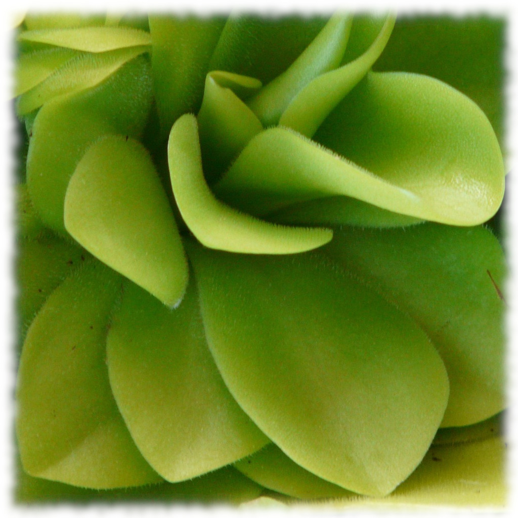 Lentibulariaceae