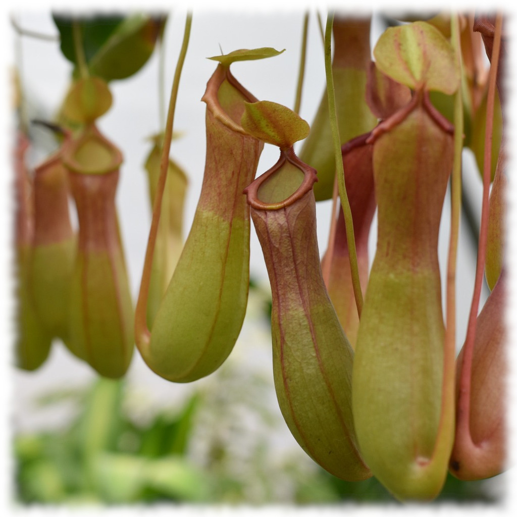 Nepenthaceae
