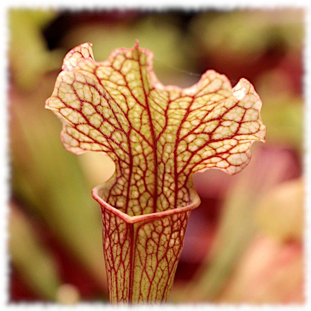 sarraceniaceae