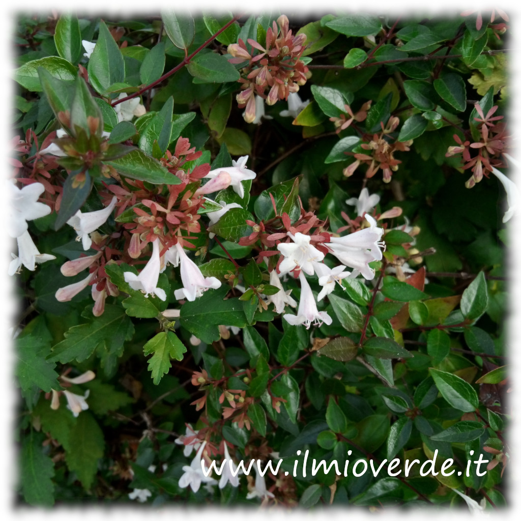 Fiore bianco dell'Abelia, con grappoli di fiori delicati e foglie verdi lucide.