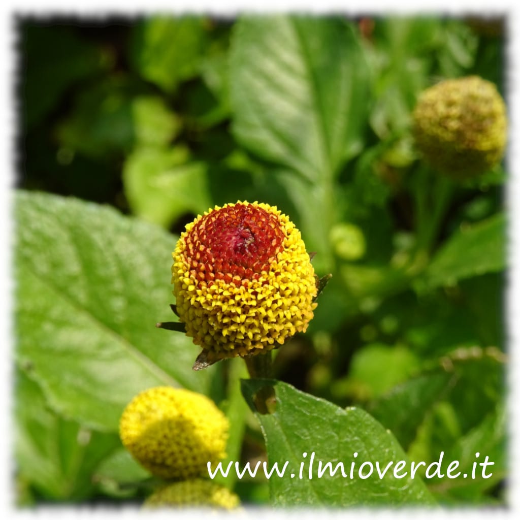 Foto di un fiore di Acmella oleracea in primo piano, mostrando dettagli del fiore.