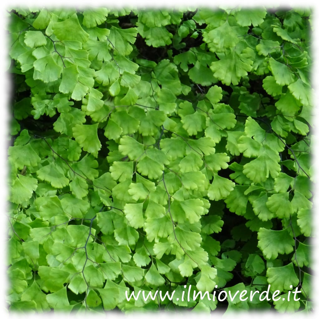 Un'immagine ravvicinata di una foglia di Adiantum capillus-veneris, mostrando il caratteristico fogliame leggero e piumoso.