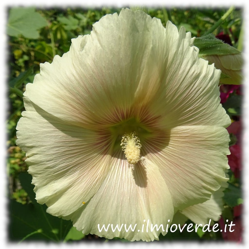 Fiore bianco di Malva (Alcea rosa) in primo piano con petali delicati.