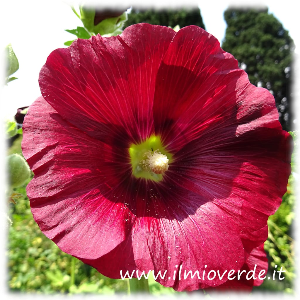 Fiore di Alcea rosa (malva) in un giardino.