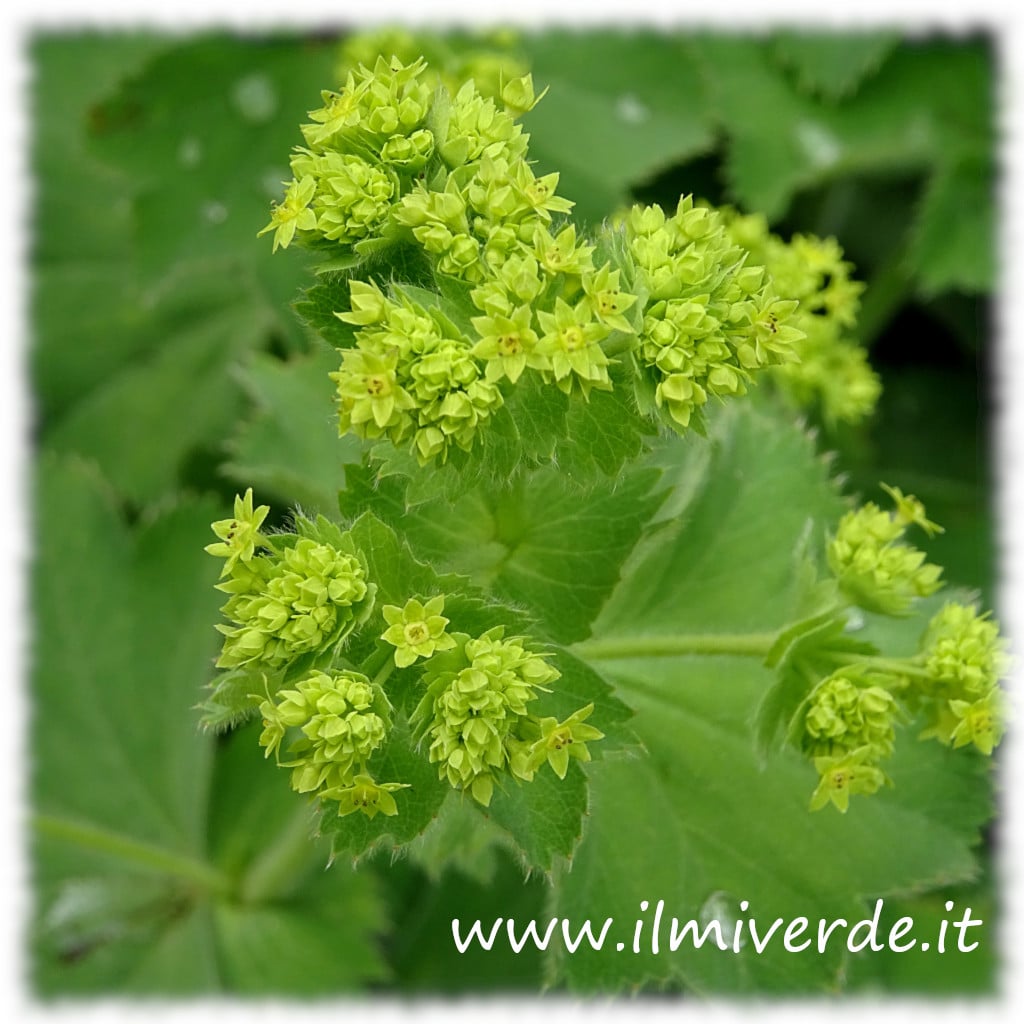 Fiore di Alchemilla vulgaris, piccolo e verdastro, con dettagli delicati in primo piano.