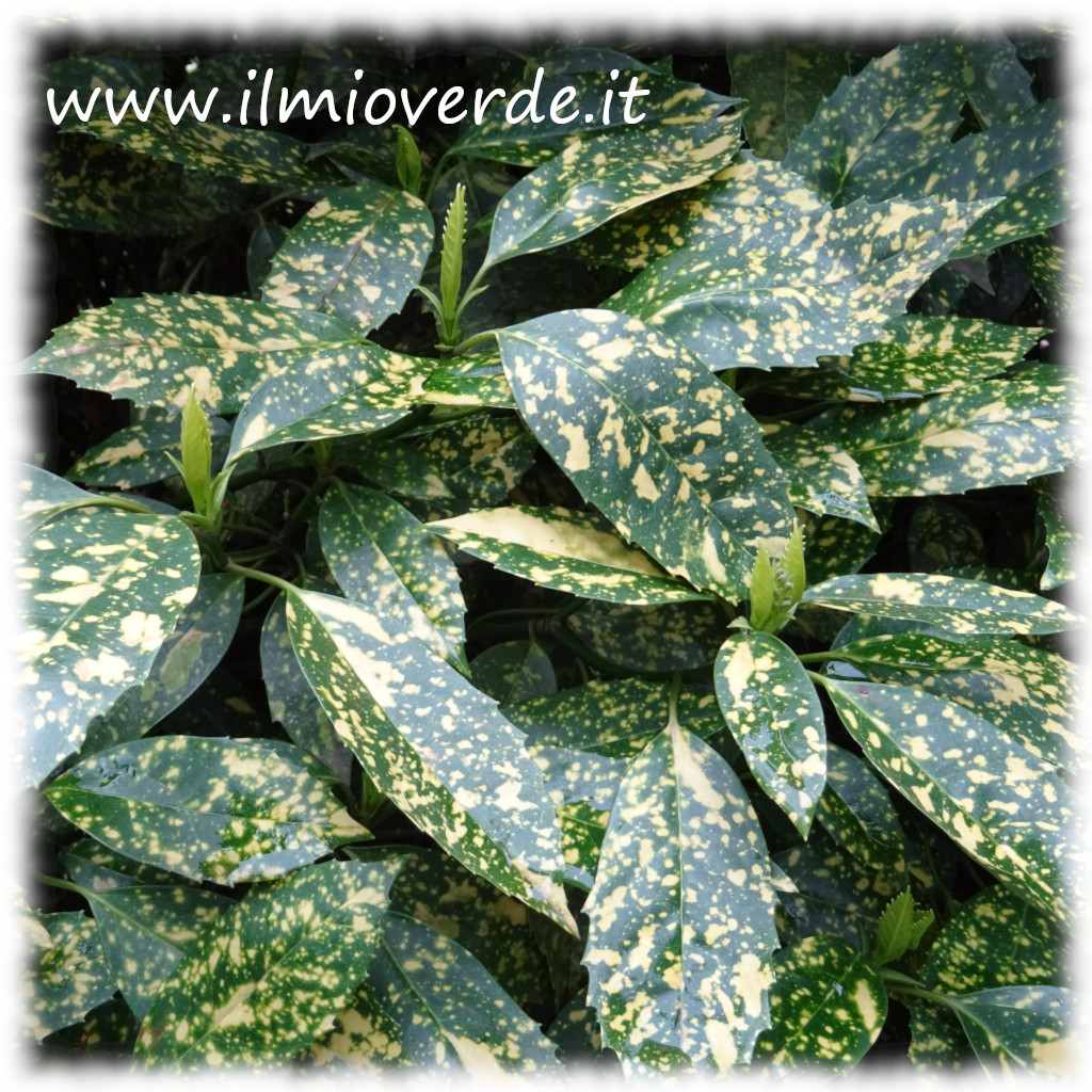 Foglie lucide e variegate di Aucuba japonica, con margini dentellati e screziature gialle, tipiche di questa pianta ornamentale sempreverde.