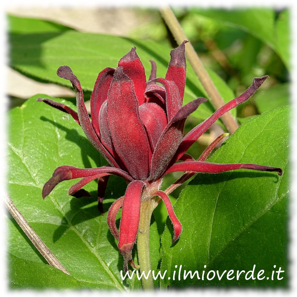 Fiore di Calycanthus floridus con petali porpora e aspetto carnoso, in piena fioritura.