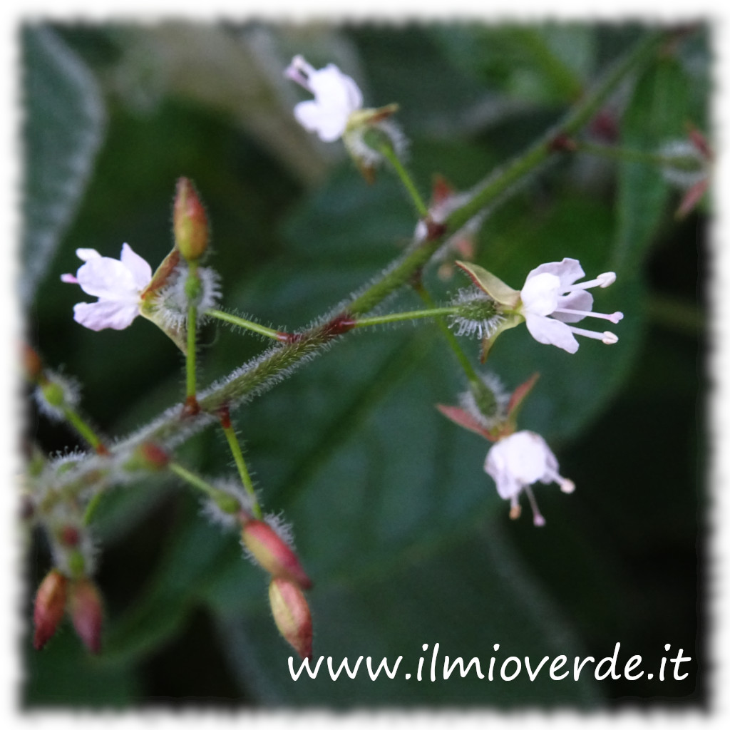 Foto di un fiore di Circaea alpina, bianco.