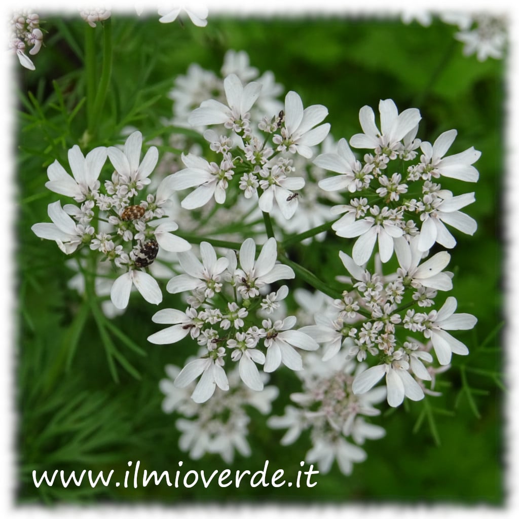 Foto di un fiore di Coriandrum sativum in primo piano, con dettagli delle foglie circostanti.