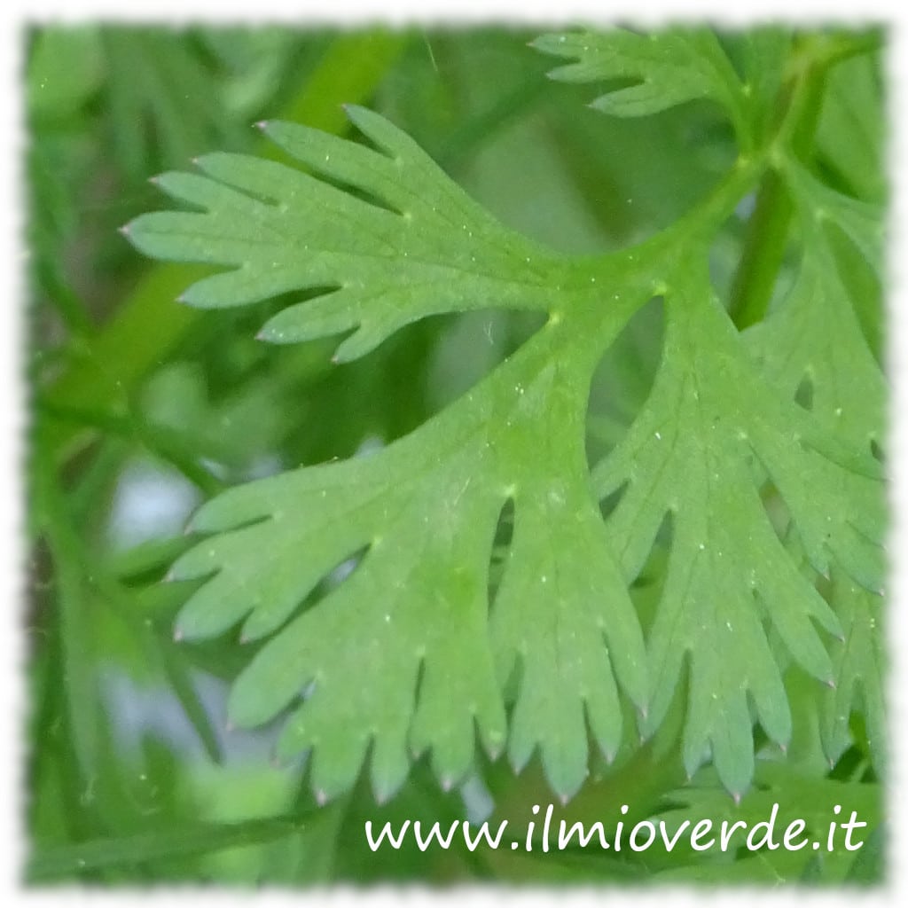 Foto di una foglia di Coriandrum sativum, evidenziando la forma e il colore verde brillante.