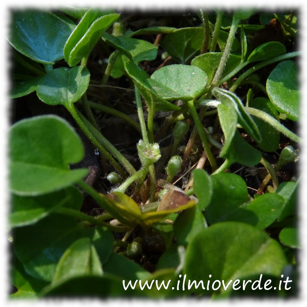 Fiore della Dichondra repens, piccolo e delicato, di colore verde-giallastro.