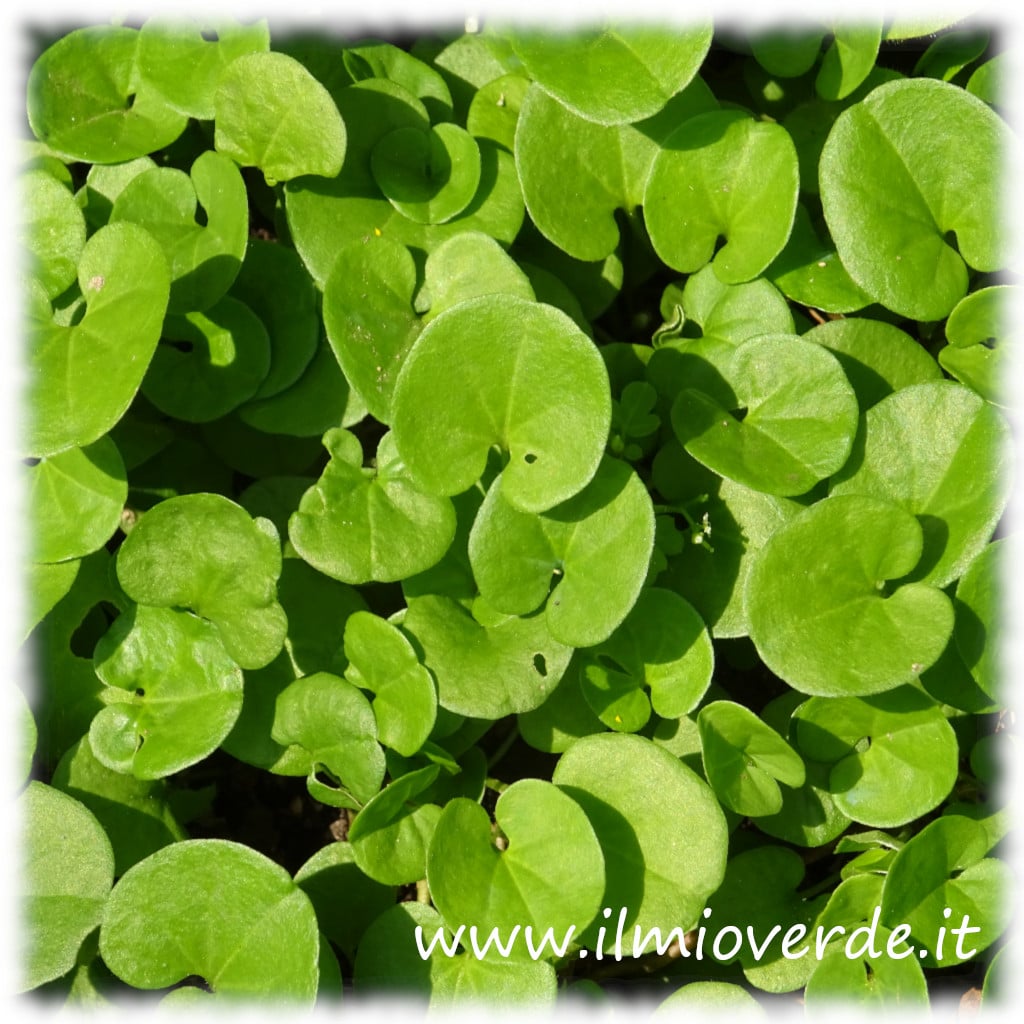 Foglie di Dichondra repens, verde brillante, disposte in un pattern fitto.