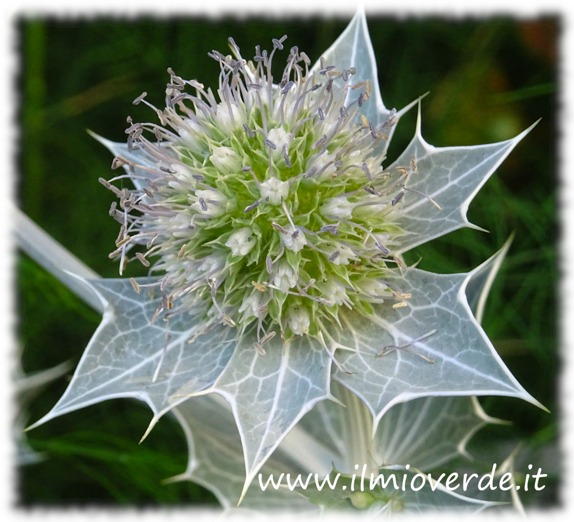 Fiore di Eryngium maritimum.