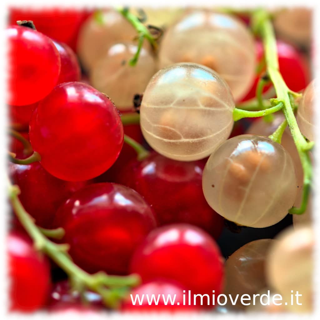 Bacche di ribes bianco e rosso, pronte per essere usate.