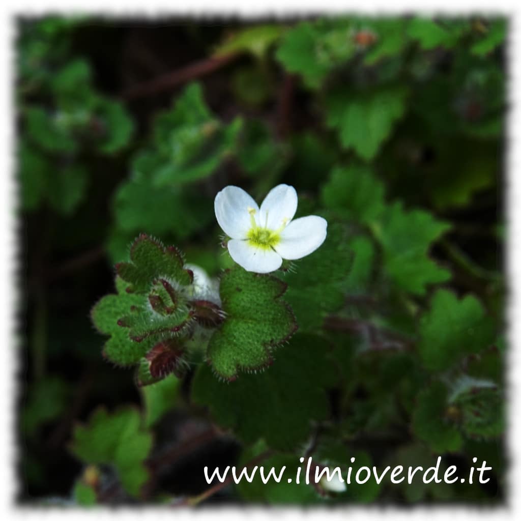 Fiorellino bianco di Veronica cymbalaria in primo piano con dettagli delicati dei petali e foglie circostanti.