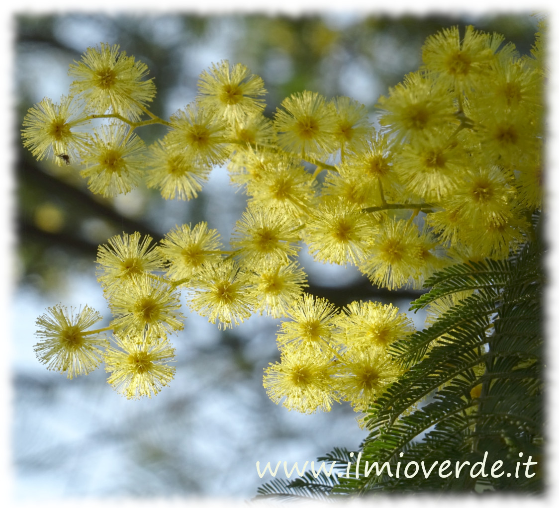 Fiore di Acacia dealbata in primo piano, con morbidi globi gialli e un aspetto soffice e luminoso.