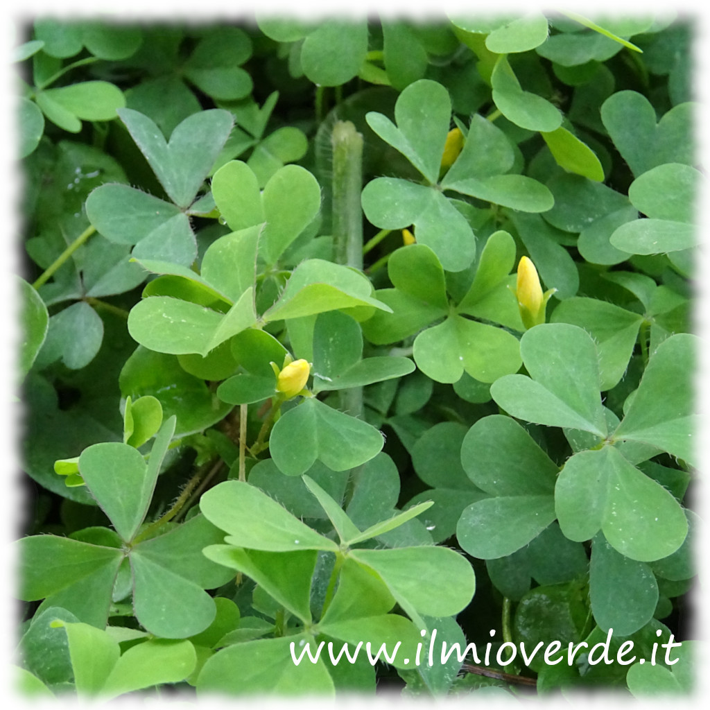 Foglie di acetosella con un paio di boccioli gialli ancora chiusi.