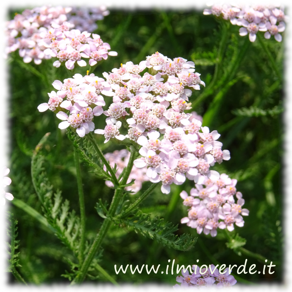 Fiore rosato dell'Achillea millefoglie, con petali delicati e un centro giallo intenso.