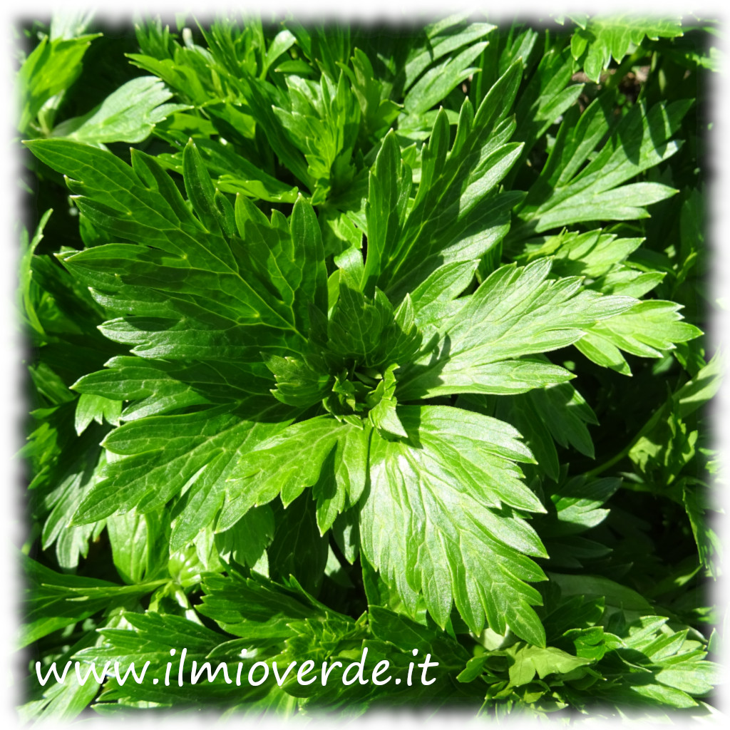 Fogliame di Aconitum carmichaelii (Aconito giapponese), con foglie verdi e palmate.