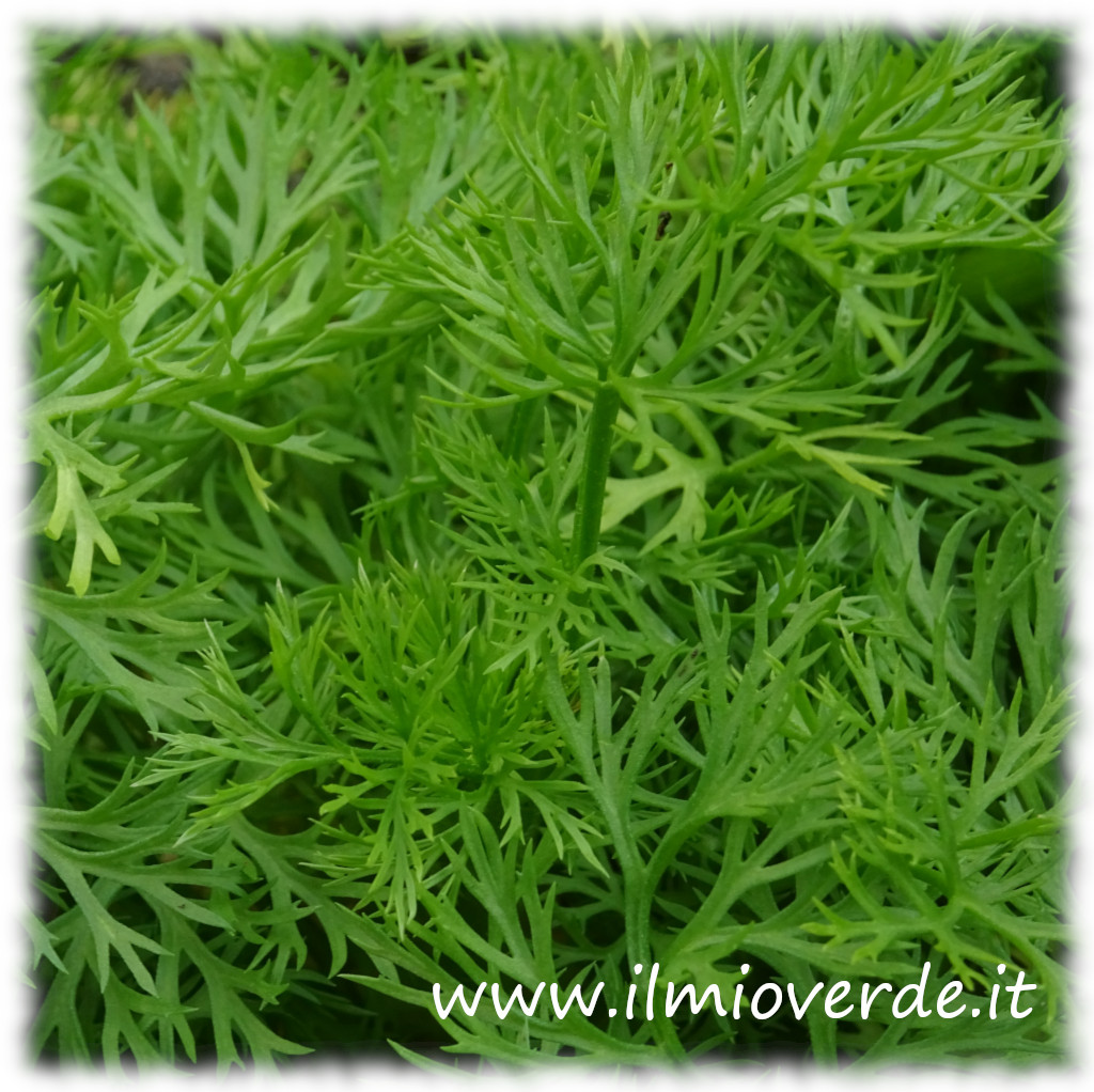 Foglie sottili e frastagliate di Adonis estivalis, disposte in modo delicato e leggero.