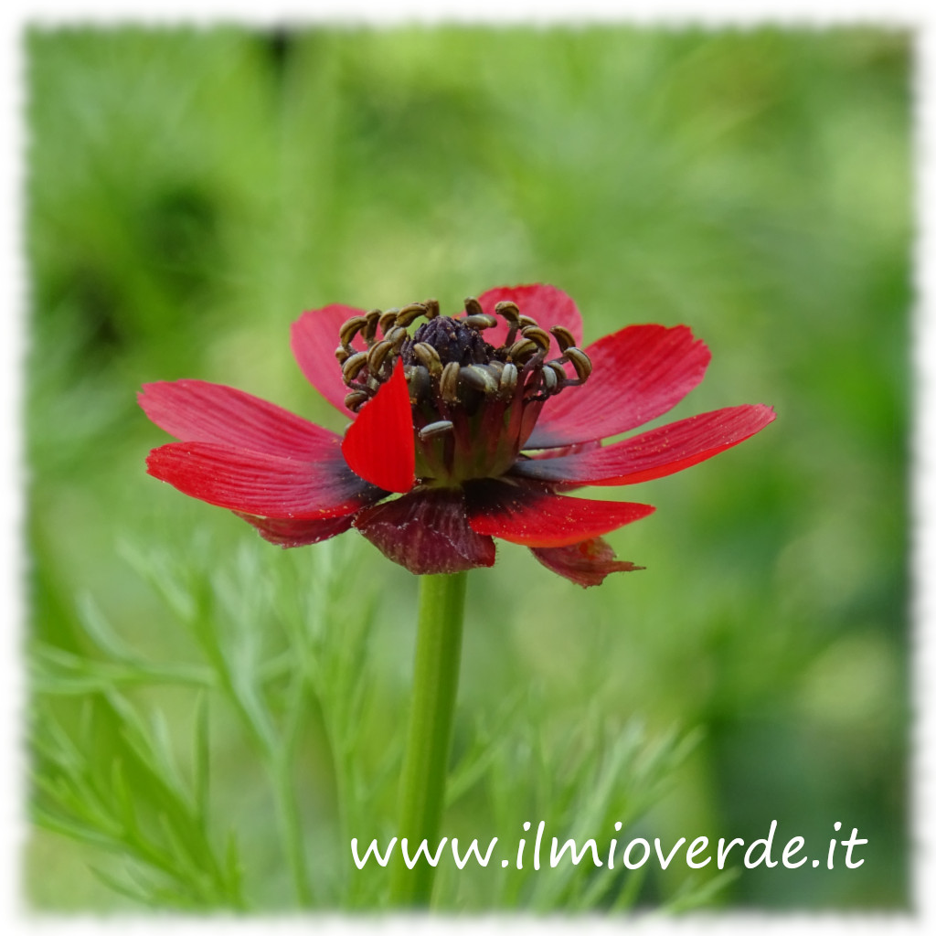 Fiore rosso brillante di Adonis estivalis con centro nero, circondato da foglie sottili e frastagliate.