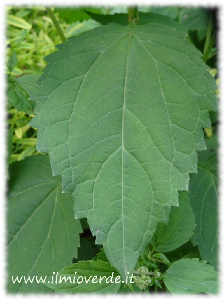 Foglia di Ageratina altissima, di forma ovale e verde scuro, con margini dentati.
