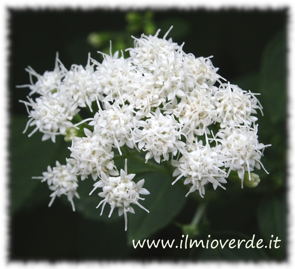 Fiore di Ageratina altissima in primo piano, con piccoli fiori bianchi o rosa raccolti in infiorescenze a pannocchia.
