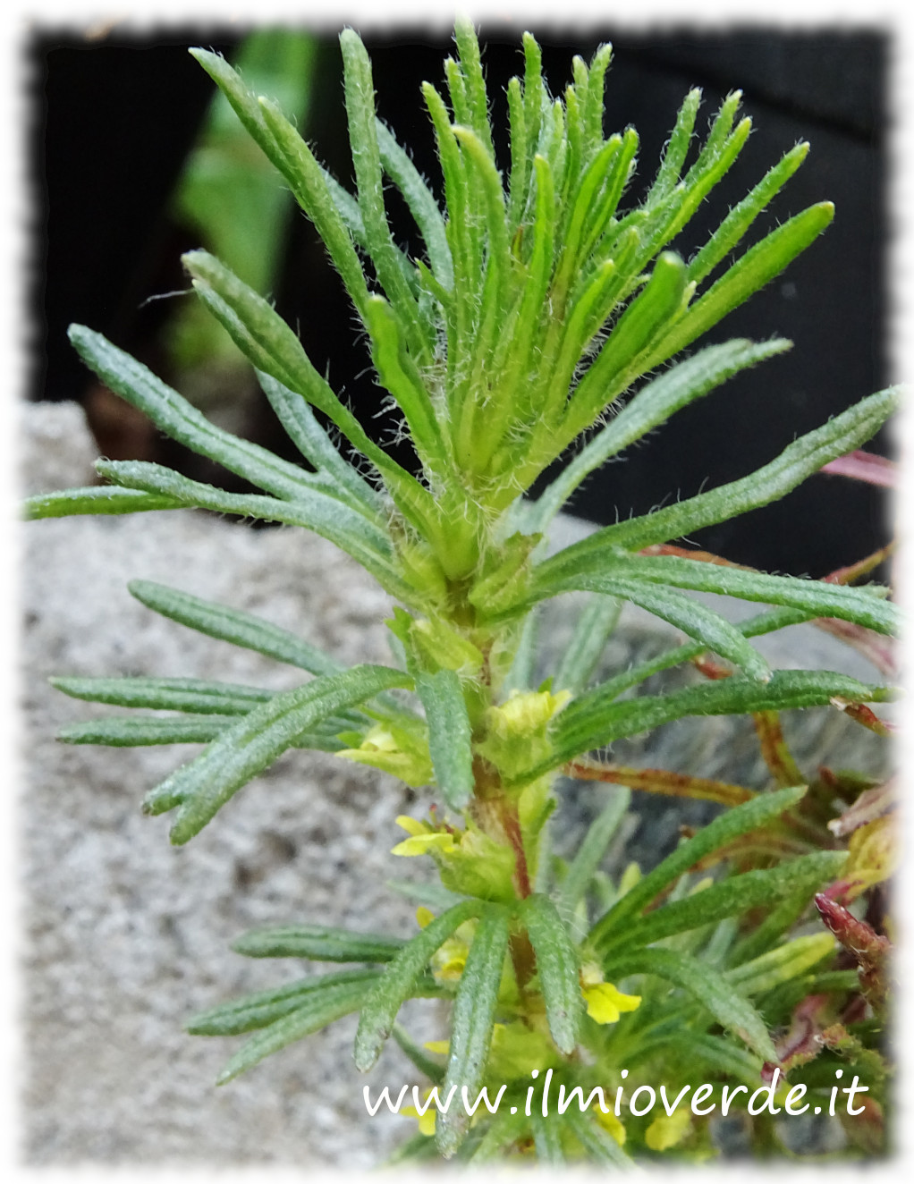Rametto di Ajuga chamaepitys con foglie sottili e fiori gialli, in un ambiente naturale.
