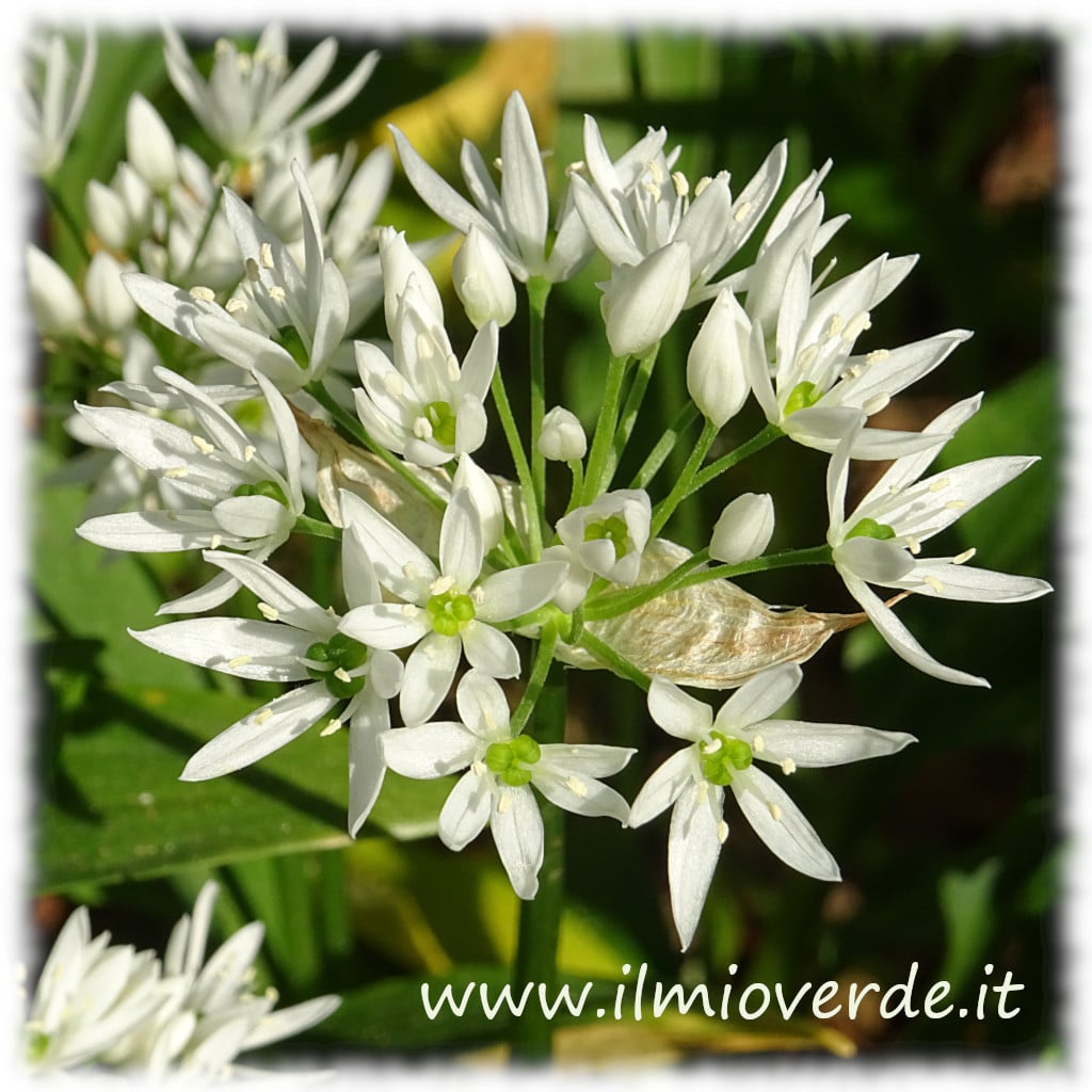 Infiorescenza di aglio orsino (Allium ursinum) in primo piano, con piccoli fiori bianchi.
