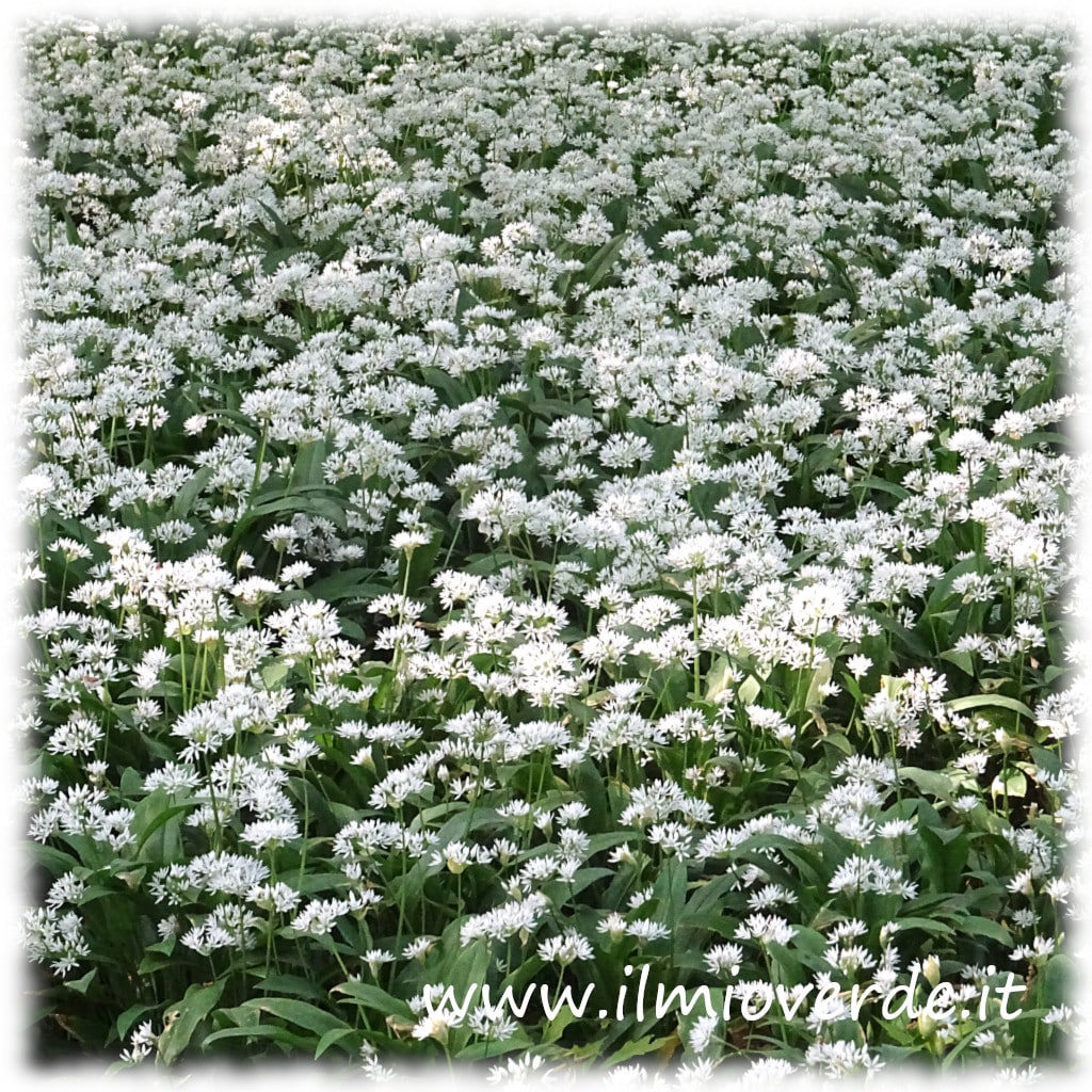 野蒜花（Allium ursinum）盛开，绿植地毯覆盖在自然环境中。