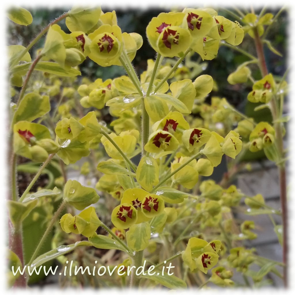 Fiori di Euphorbia x martinii con centro rosso e dettagli verdi.