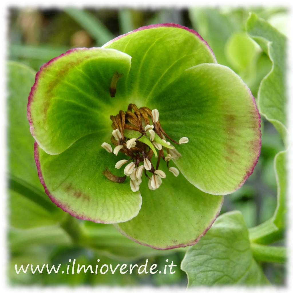 Fiore di Helleborus foetidus, una pianta perenne con fiori verdi a forma di campana.