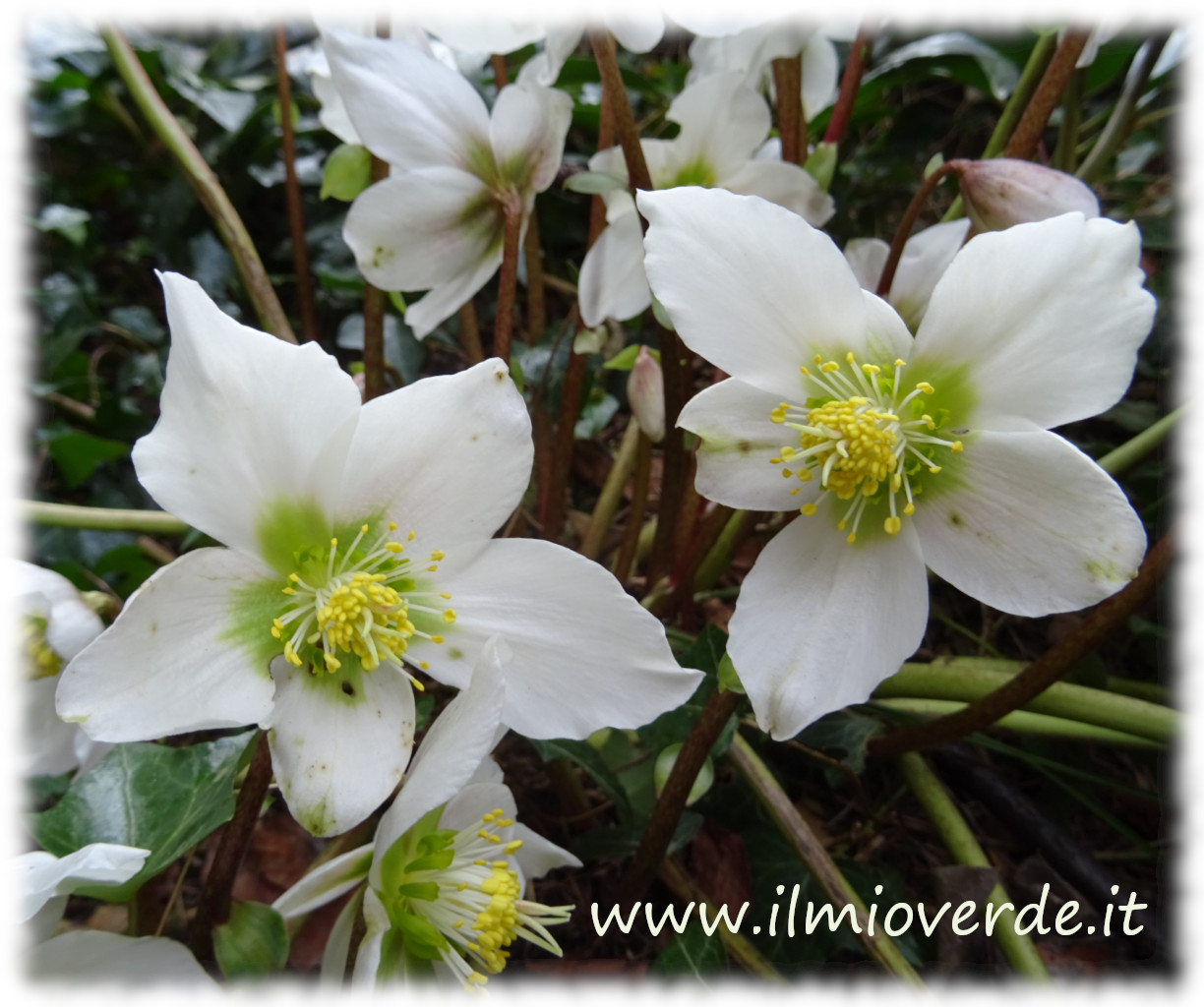 Due fiori di Helleborus niger, pianta ornamentale con fiori bianchi in primo piano.