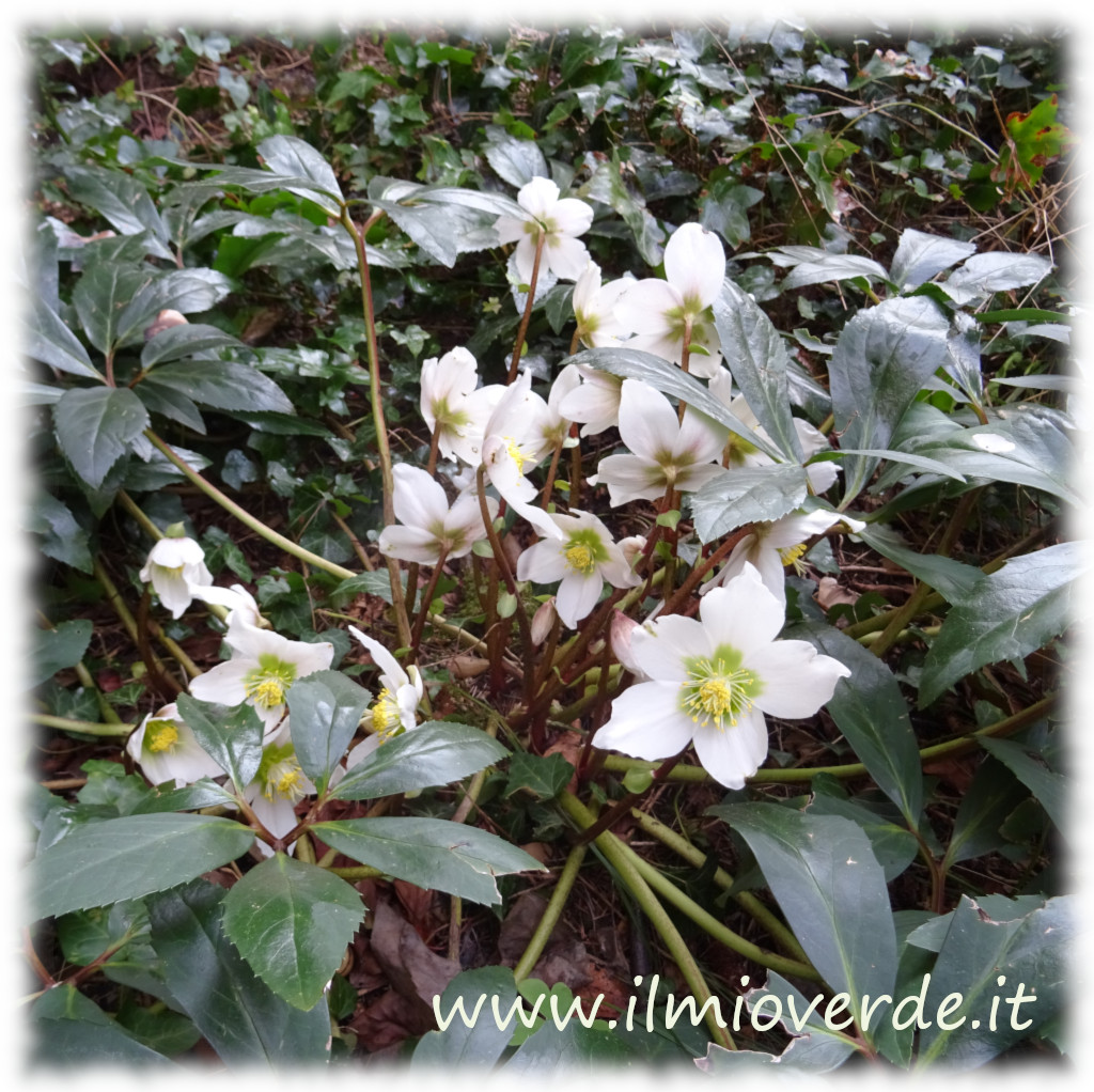 Pianta di Elleboro (Helleborus spp.) in fiore, con fiori eleganti e foglie verdi.