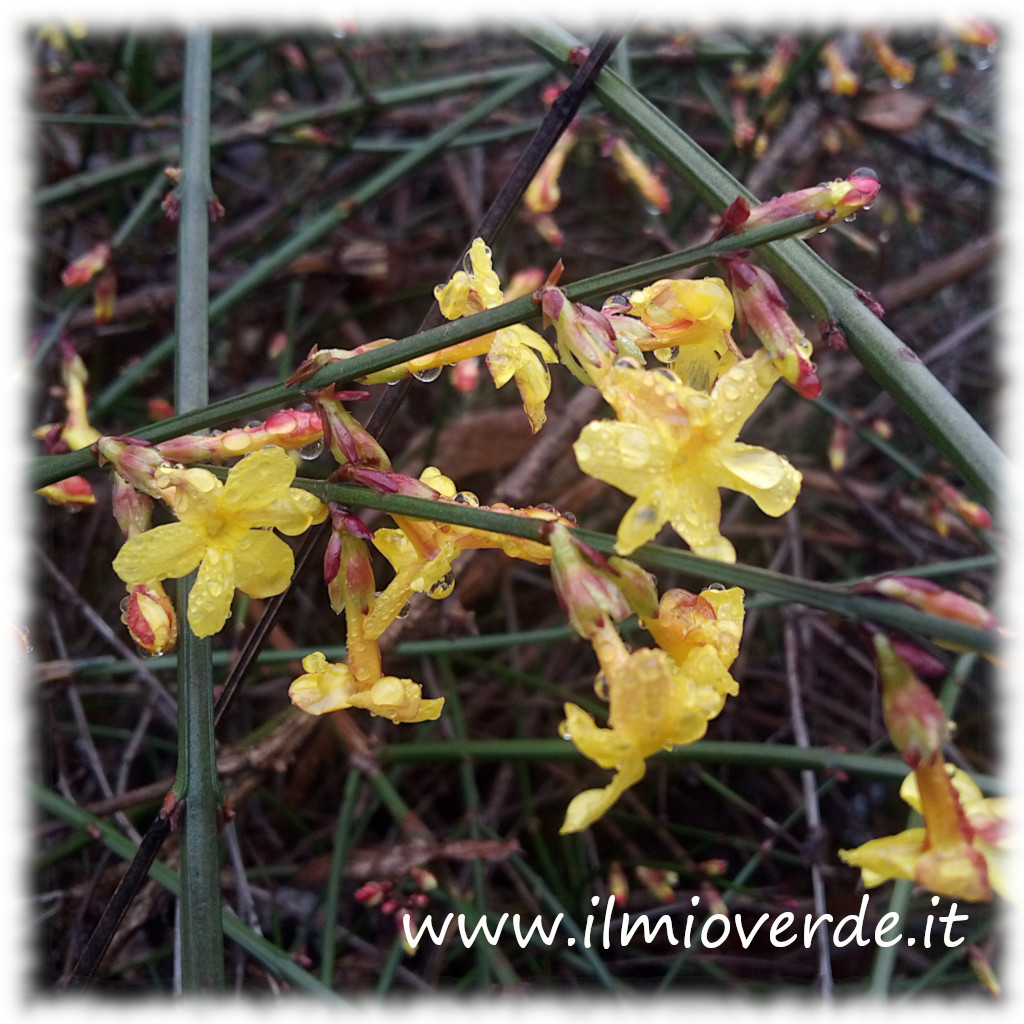 Fiori gialli di Jasminum nudiflorum su rami nudi, fotografati in pieno inverno.