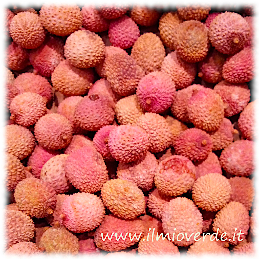 Frutti freschi di Litchi chinensis con buccia rosso brillante.