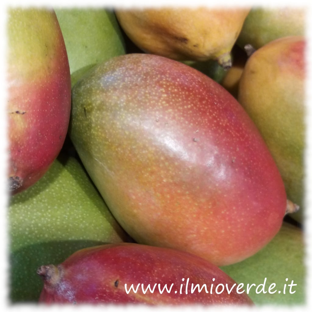 Frutti di mango freschi, pronti per essere gustati.