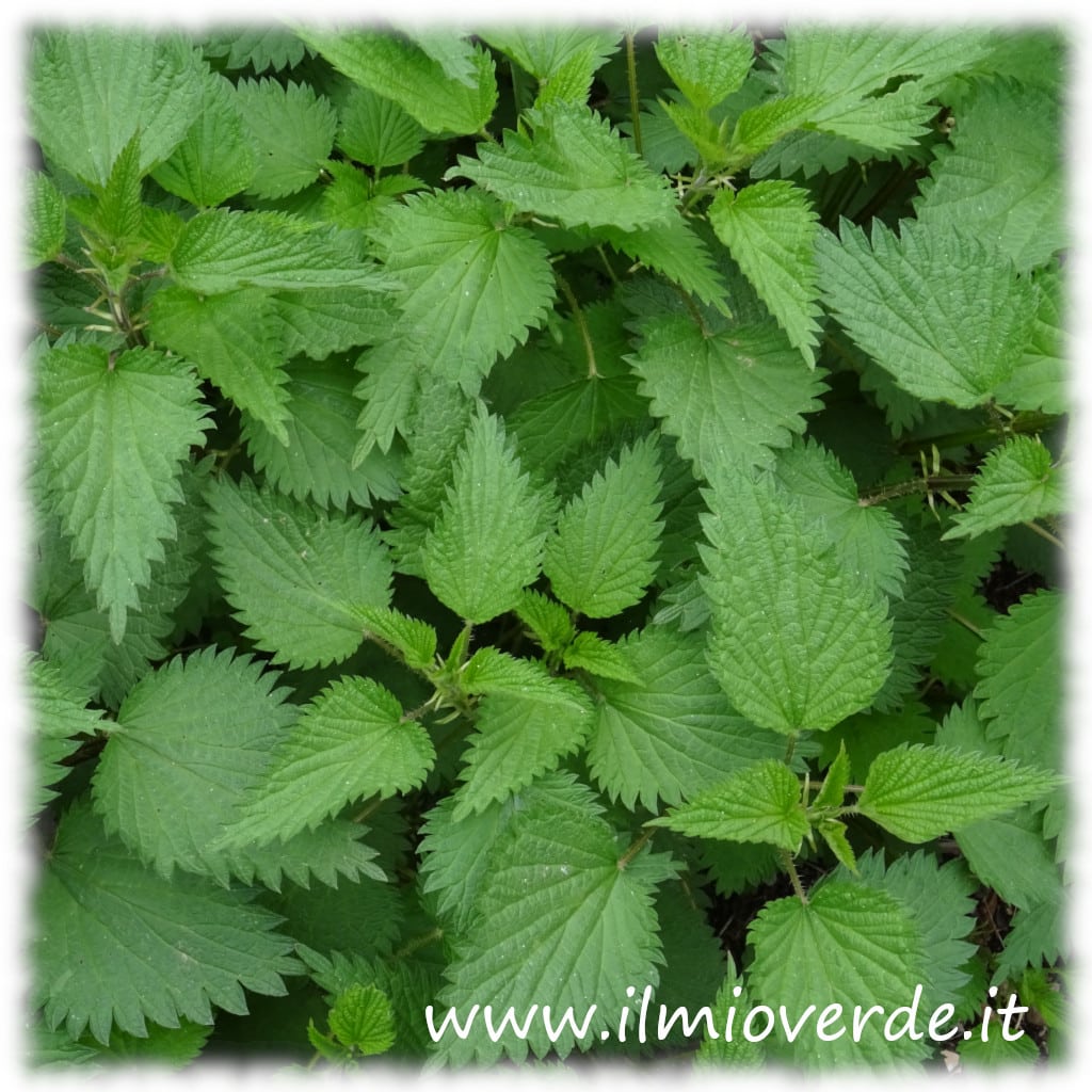 Gruppo di piante di Urtica dioica, ortica comune, cresciute spontaneamente in un terreno incolto.