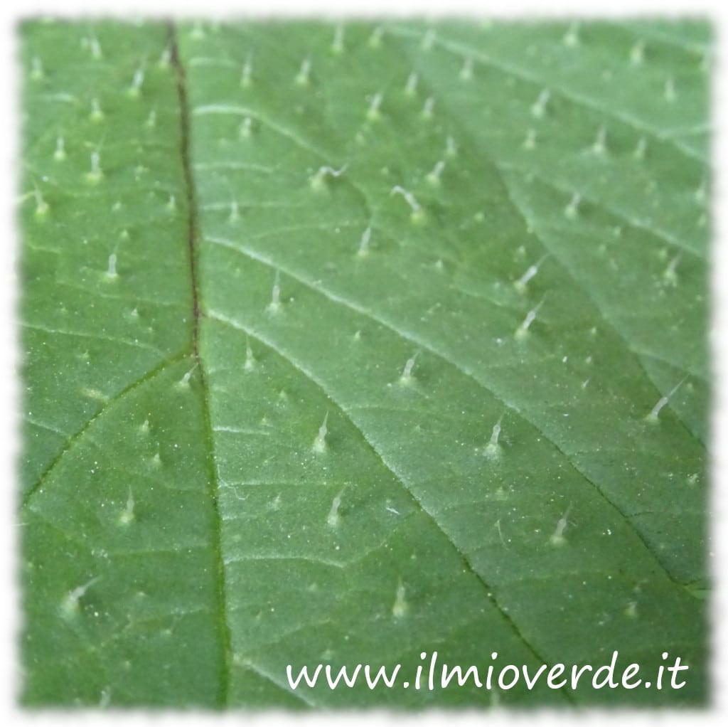 Primo piano dei peli urticanti di Urtica pilulifera, ortica romana, visibili sulle foglie.
