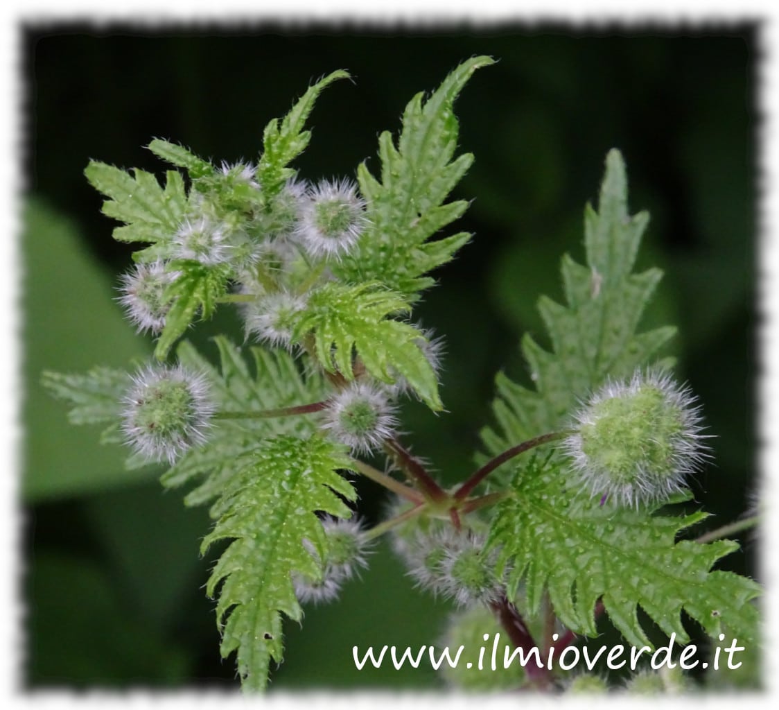 Foto di Urtica pilulifera, ortica romana, con foglie dentate e infiorescenze globose in primo piano.
