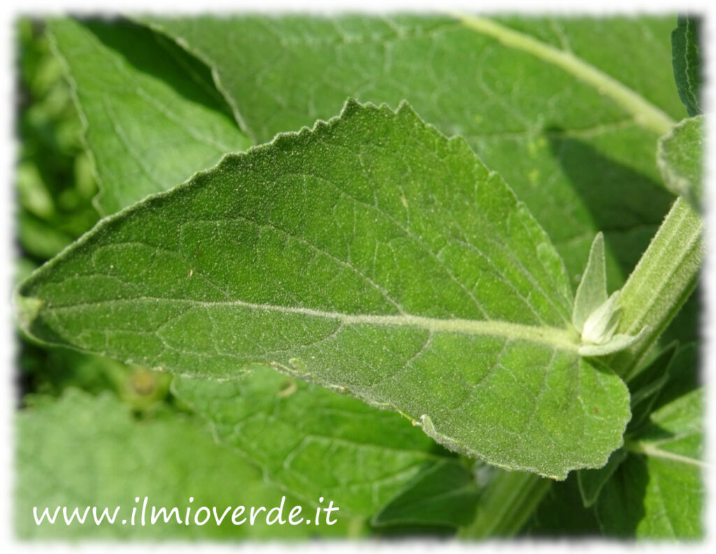 Foglia di Verbascum lychnitis, con margini dentati e superficie pubescente, caratteristica della pianta.