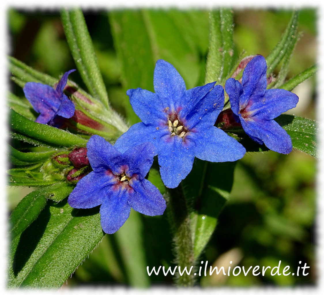 Fiori di Aegonychon purpurocaeruleum, con petali blu-violetti e una delicata forma campanulata.