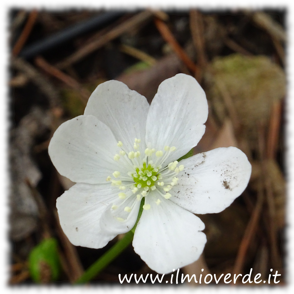 Fiore bianco di Hepatica nobilis, pianta perenne che fiorisce nei giardini ombrosi