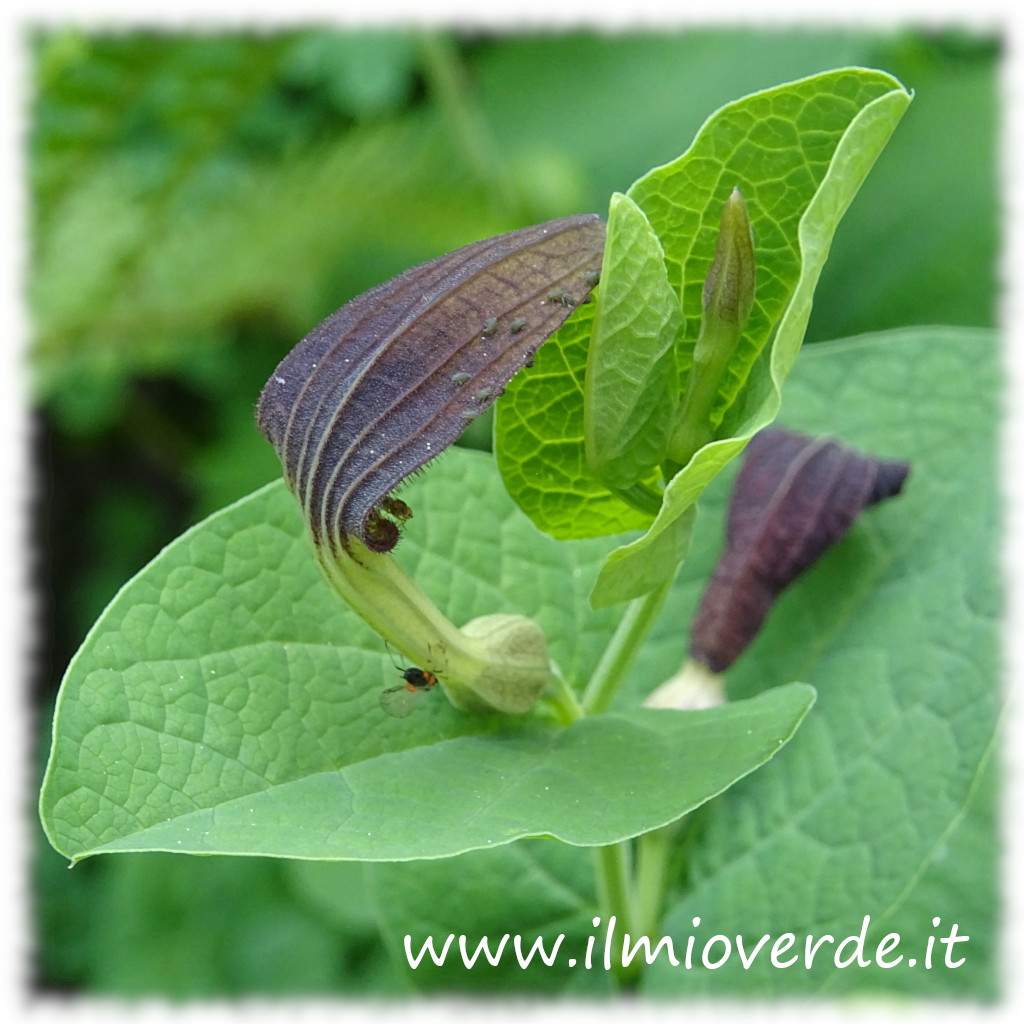 Fiore dell'Aristolochia rotunda, pianta mediterranea con fiori bruno-porpora, noto per la sua forma tubolare e la tossicità.