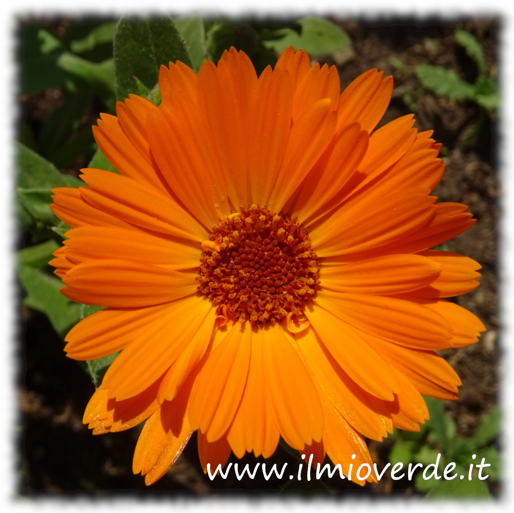 Fiore di Calendula officinalis in primo piano, con petali arancioni vivaci e una struttura floreale distintiva, che evidenziano la bellezza della pianta.