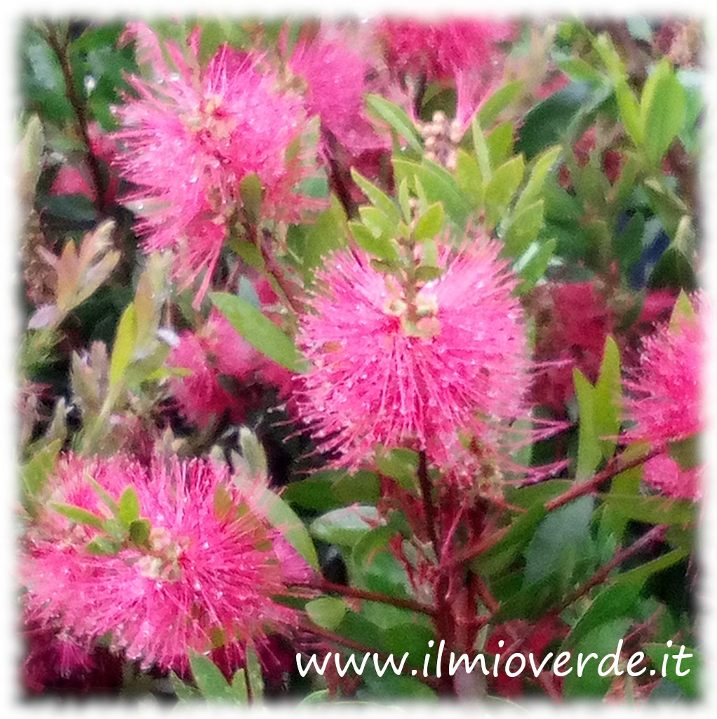 Fiore di Callistemon con sfumature rosate, caratterizzato dalla tipica forma a scovolino.