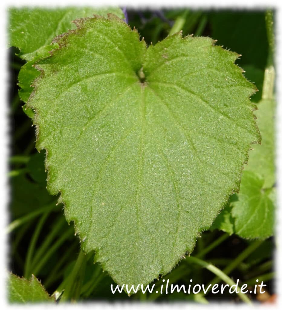 Foglia della Campanula portenschlagiana, di forma cuoriforme con margini seghettati e superficie vellutata.