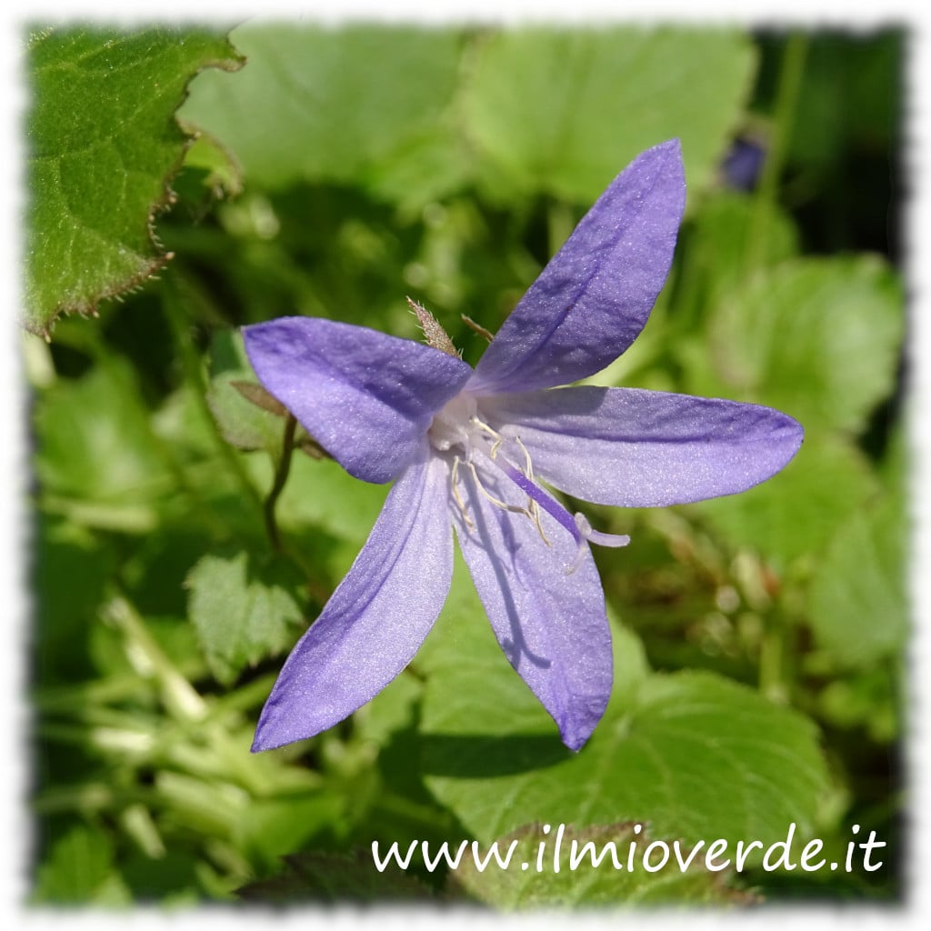 Immagine della Campanula portenschlagiana, una pianta perenne con fiori viola a forma di campana.